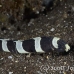 eel_snake_bhr_tam_h_0052_bal5784.jpg